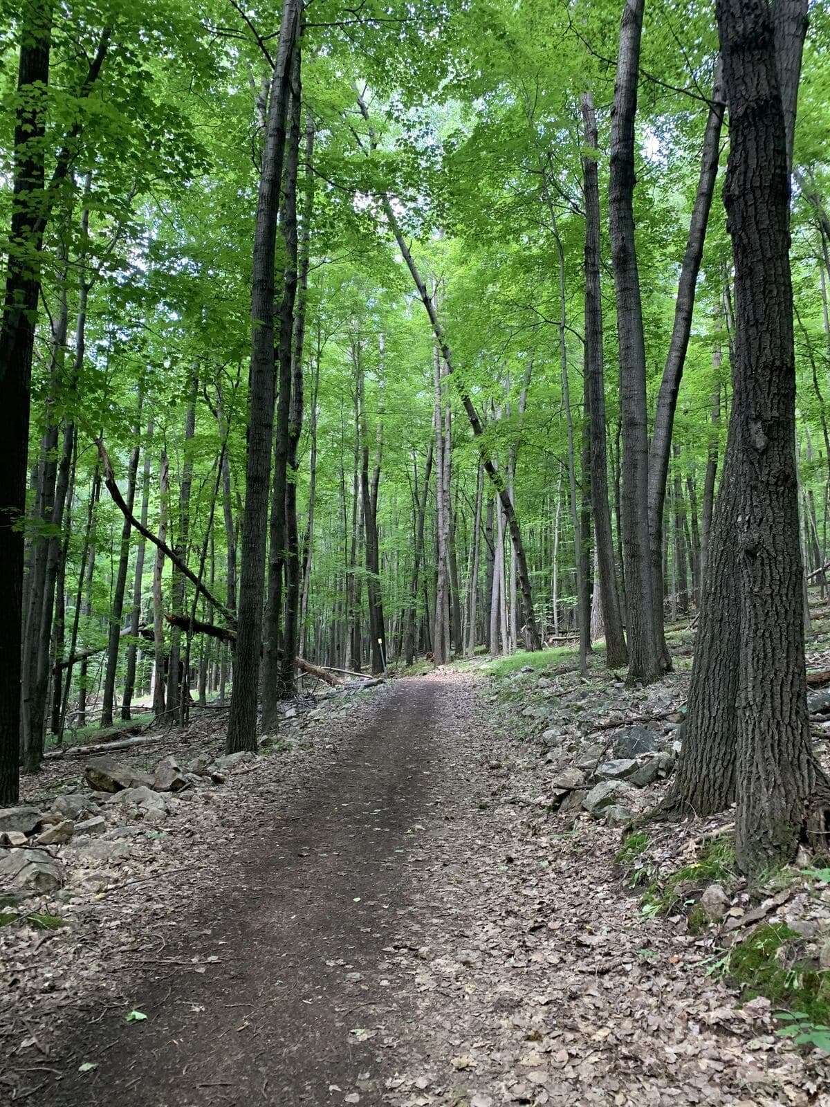 The Green Circle Trail through the woods